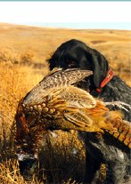 Dolly Vom Masterhunt retrieving pheasant.jpg