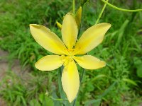 Yellow Pardancanda seedling from Andi