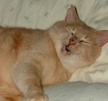 goldies yawn.jpg