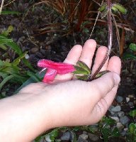 Salvia buchananii in my five year old's tiny hand