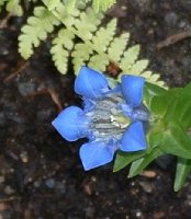 I can never remember the name of this one--I want to say Gentiana septemfida?