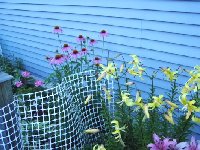 coneflowers and lilies July 30 2005 2.jpg