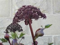 Angelica gigas 001.jpg