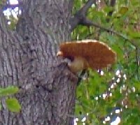 mushroom hi in tree.jpg
