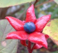 Clerodendrum trichotomum (sp?)