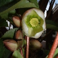 Hellebore 'Ivory Prince' just starting to bloom