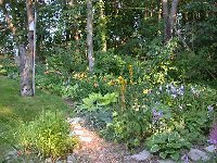 Kind of hard to see the clumps, but they go all the way up the hill, intermingled with other perennials. In partial shade, and still blooming.