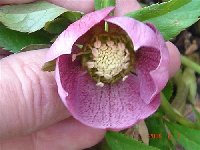 Hellebore.jpg