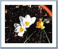 Crocus - Spring Blooms.jpg