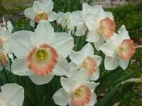 Pink Charm Daffodils