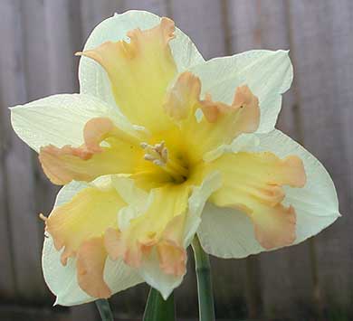 daffs-palmares.jpg