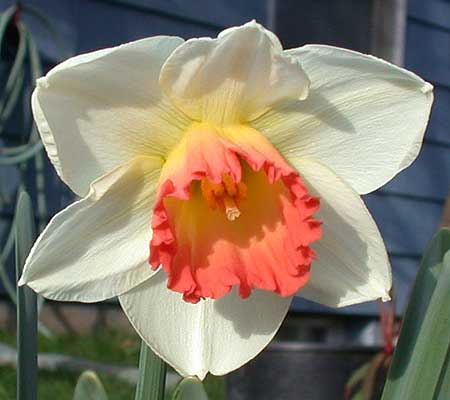 daffs-pink-charm.jpg