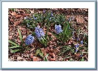 Yard Hyacinthss.jpg
