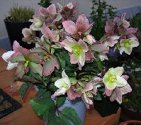 hellebore-ivory-prince.jpg