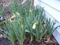 And here they are ...
<br />Almost opening ...
<br />My Daffodils.