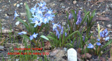 Chionodoxa luciliae
<br />I like these the best.