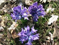 Amazing!! I have never been around hyacinths in a garden until I planted these several year ago.