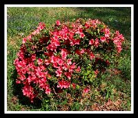 Last Azalea-06-04- OC (2).jpg