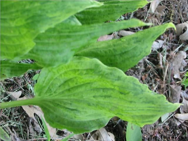 2006 - 5-13-06 bgleaf2b.jpg