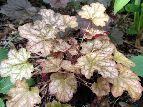 Heuchera ginger ale 5 18 06.jpg