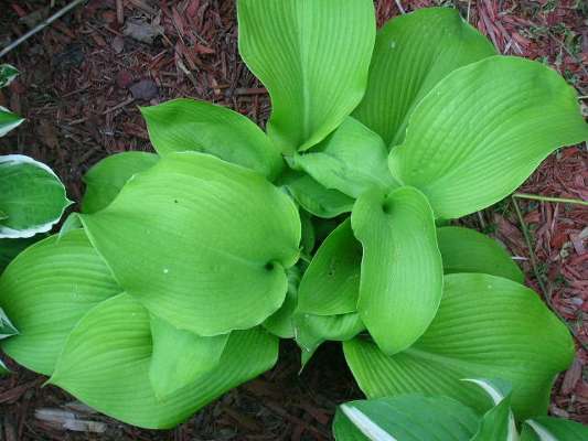 Sum and Sub. Leaves were huge and rounder.  Twice a big as my hand last summer.