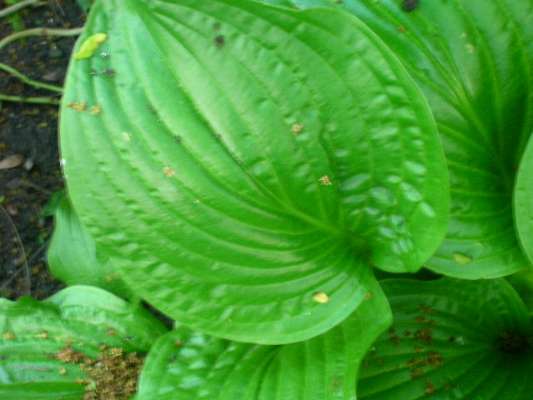 Royal Standard leaves.