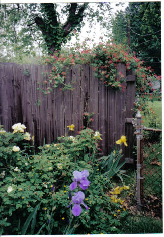 Red Honeysuckle  on side fence.jpg