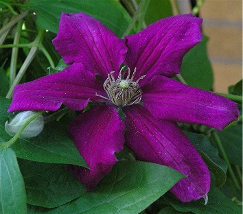 Clematis Nellie Moser 6 1 2006.jpg