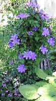 Clematis R Cardinale sdlng 6 1 2006.jpg