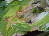 hosta1.jpg