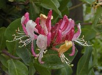 Lonicera p. x 800.JPG