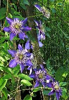 Clematis Multi Blue 6 6 2006.jpg