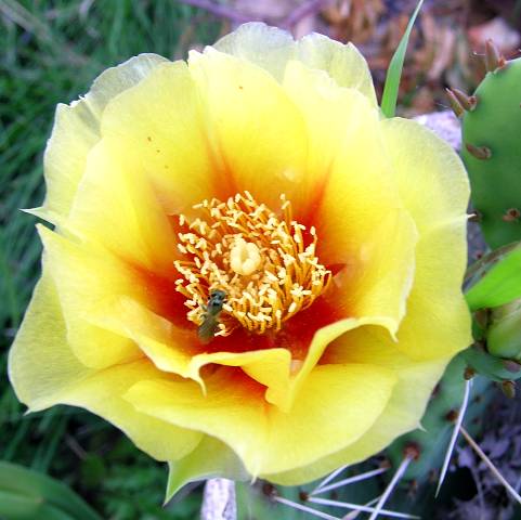 cactus flowermgi.jpg