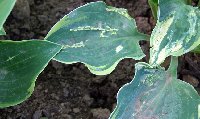This pictures shows a bit of white bleeding, distortion, and shows one plant with a lot of infection ane a small leaf on the next plant with only a little.