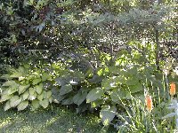 hosta Gold Standard and others 2.jpg
