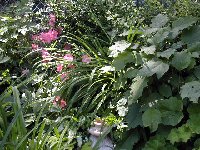 garden scene pink azalea and young oak leaf hydrangea.jpg