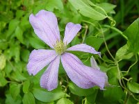 Clematis 002c.jpg