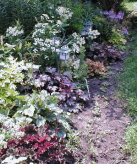 Row of heuchera June 27.JPG