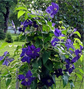 Web Clematis Betty Balfour on cedar tipi 6 28.jpg