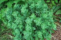 sedum1.jpg