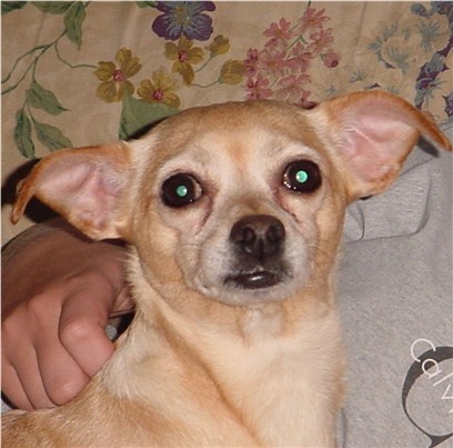 Here is my Chihuahua mix, Sally.  She is 8 yrs. old.