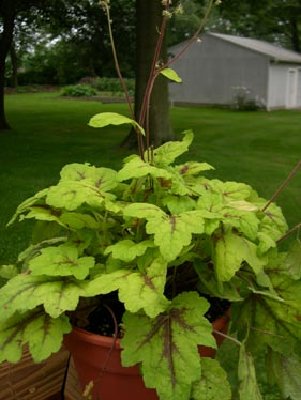 Labelled Heucherella 'Stoplight'.   I thought it was a Heuchera, but that's not what the tag said.