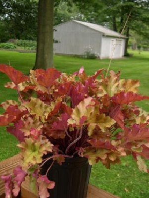 LOVED the colors of Marmalade.  I know several of you have this one, but somehow the pic I took just doesn't do it justice.