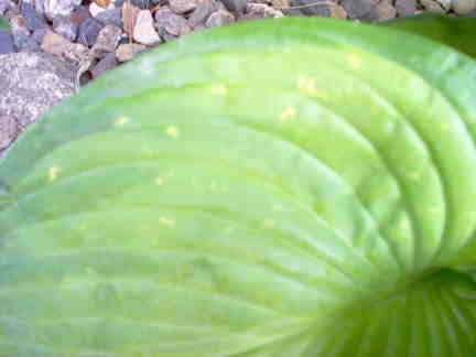 There are lighter spots on this leaf.