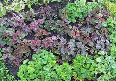 Web Heuchera seedlings 2006 7 29.jpg