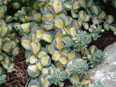 Sedum2.jpg