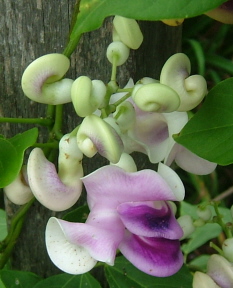 shell flower hot pink.jpg