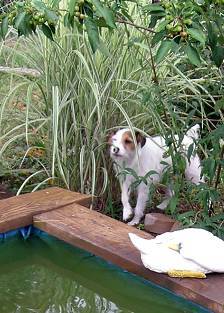 Here he is stalking the fish.