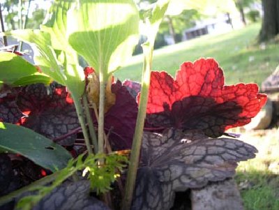 Heuchera.Choc.Veil.9-17-06.jpg