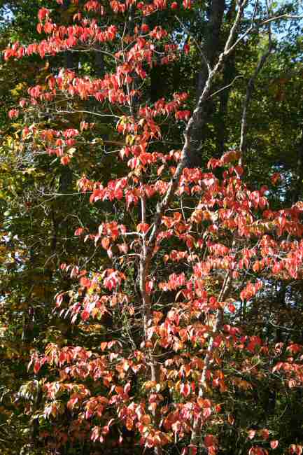Dogwoods Turning Red.jpg